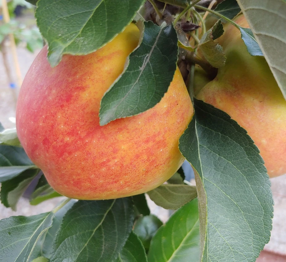 Säulenapfel `James Grieve Super Compact ®´ Malus Domestica `James Grieve Super Compact´ – Bild 2