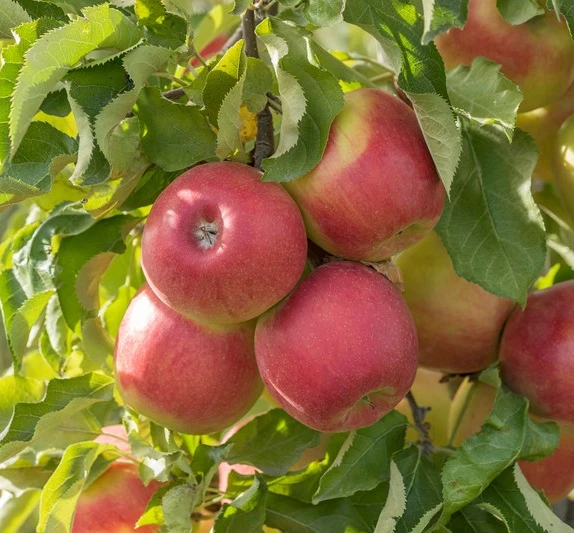 Jonagold Malus Domestica