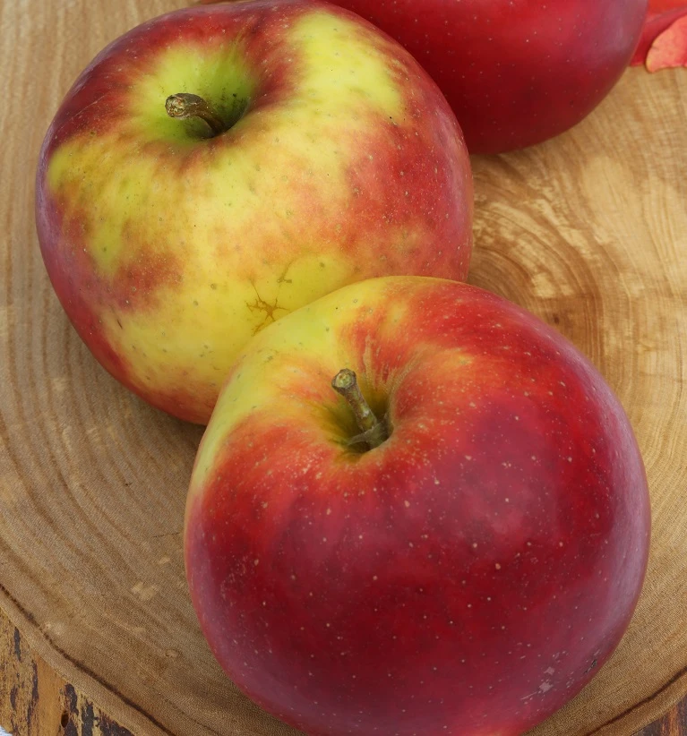 Jonagold Malus Domestica – Bild 2