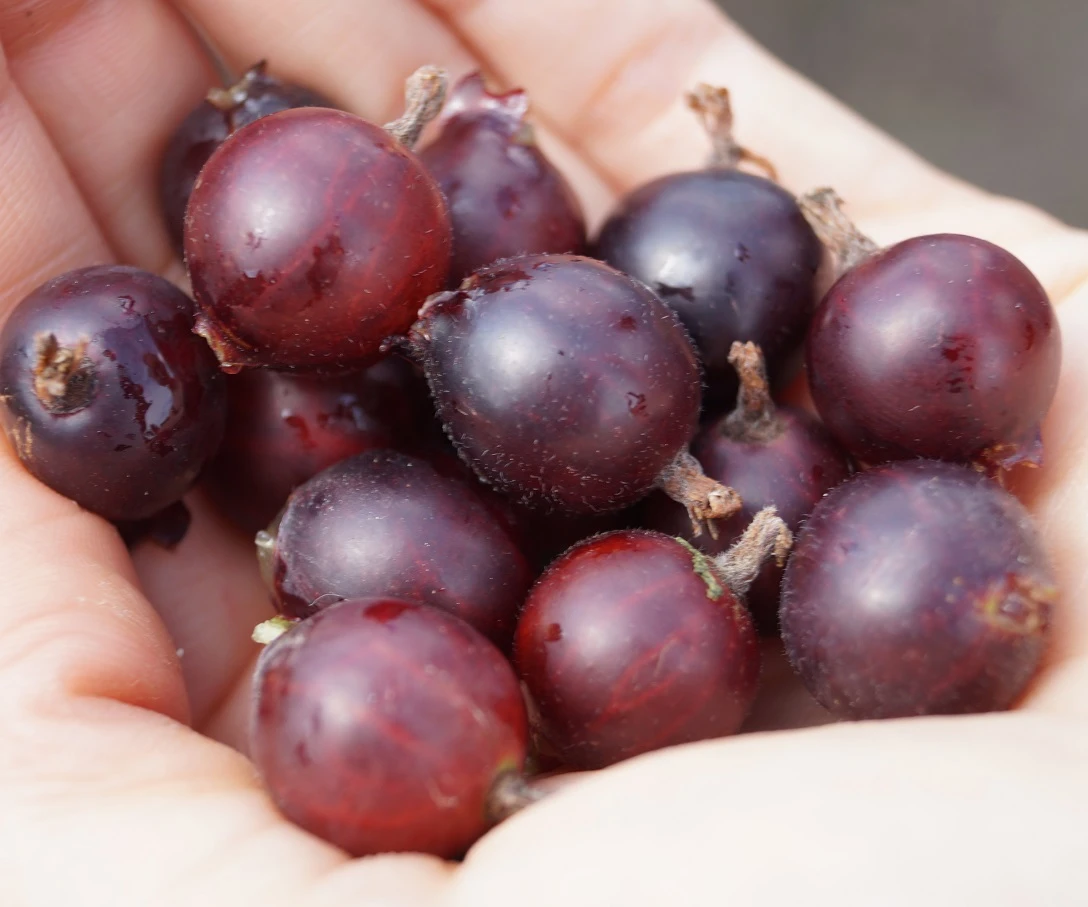 Jochelbeere Ribes X Nidrigolaria – Bild 2