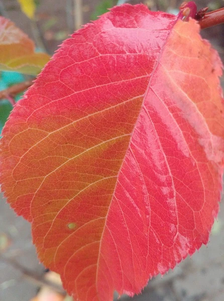 Zierkirsche `Kanzan´ Prunus Serrulata `Kanzan´ – Bild 4