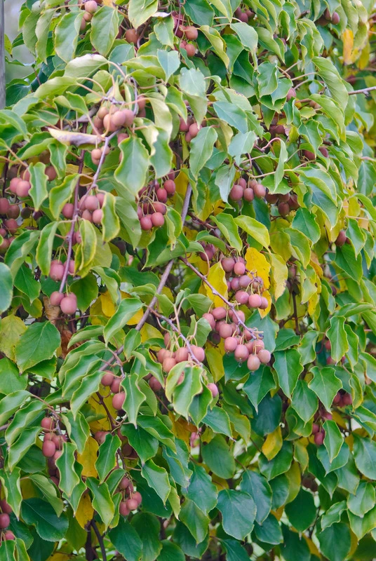 Bayernkiwi `Ken´s Red´ (rote Frucht) Actinidia Arguta `Ken´s Red´ – Bild 2