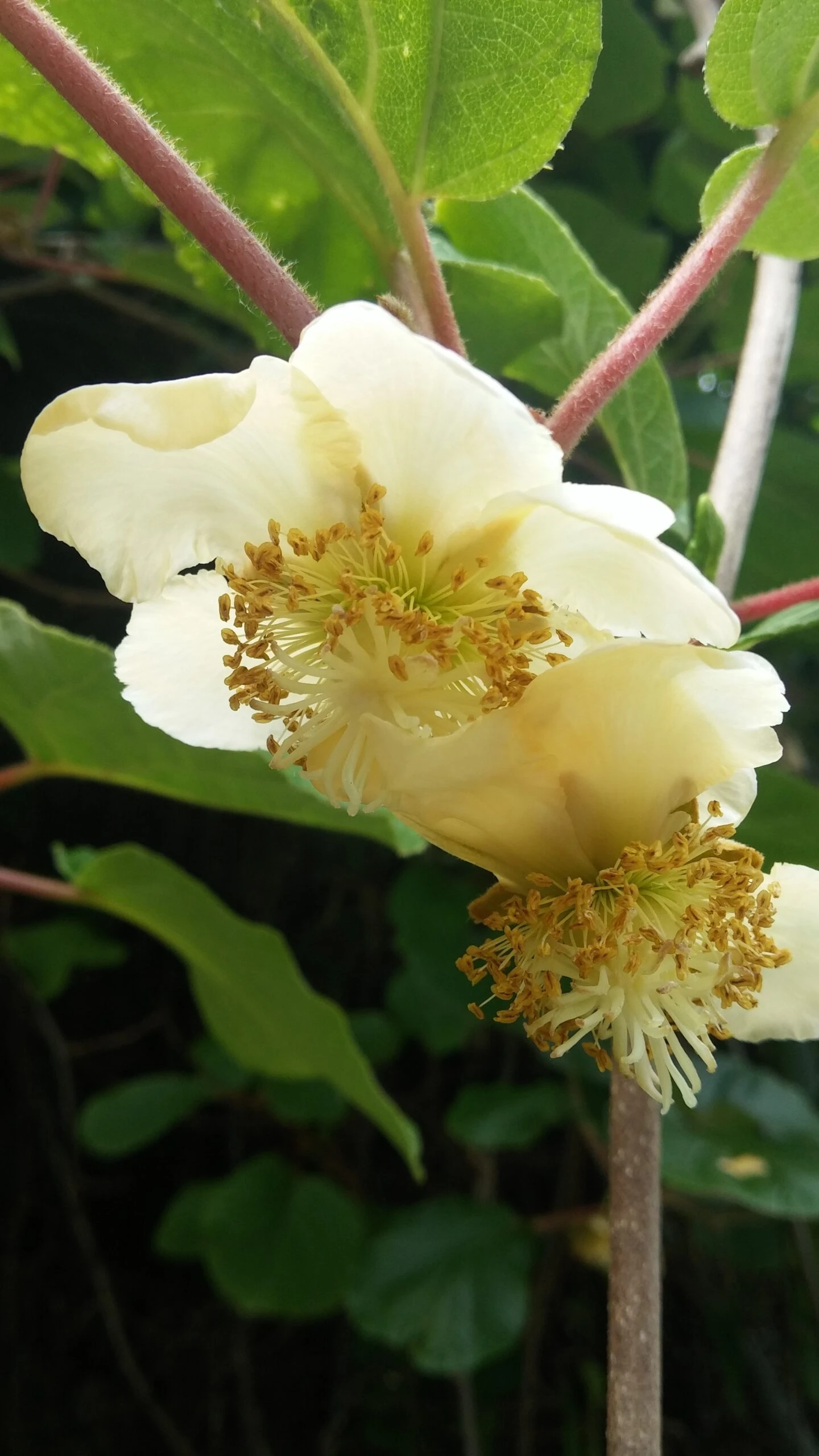 Kiwi Hayward (weiblich) Actinidia Chinensis `Hayward´ – Bild 2