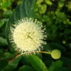 Knopfbusch Cephalanthus Occidentalis