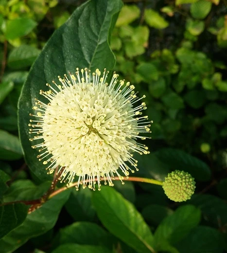 Knopfbusch Cephalanthus Occidentalis