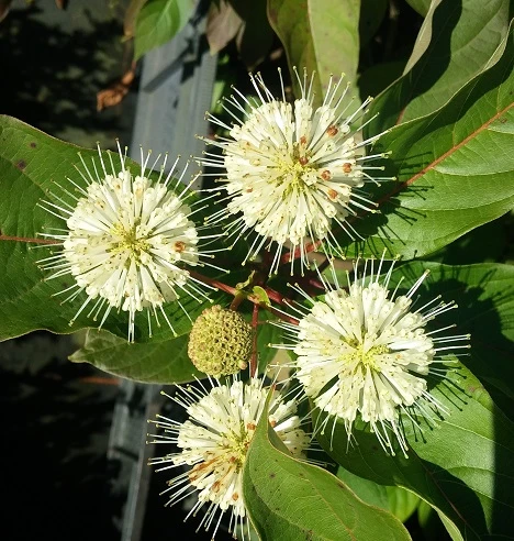 Knopfbusch Cephalanthus Occidentalis â Bild 3