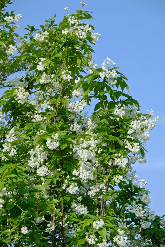 Kolchische Pimpernuss Staphylea Colchica – Bild 2