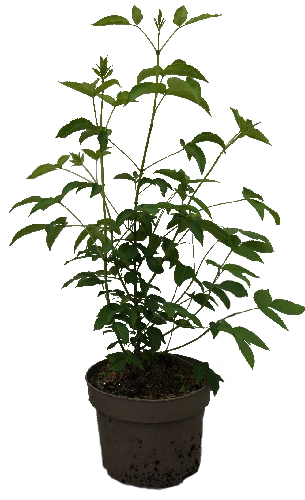 Kolchische Pimpernuss Staphylea Colchica – Bild 4