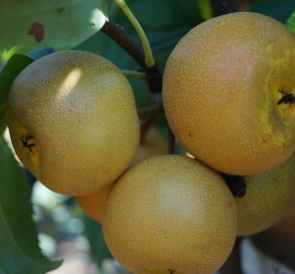 Nashi Hakko Pyrus Pyrifolia `Hakko´ – Bild 2