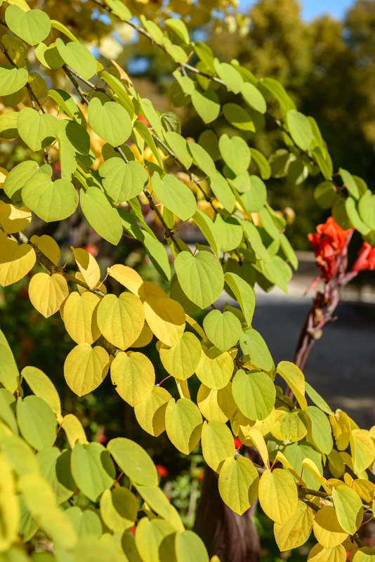 Lebkuchenbaum / Katsurabaum Cercidiphyllum Japonicum – Bild 3