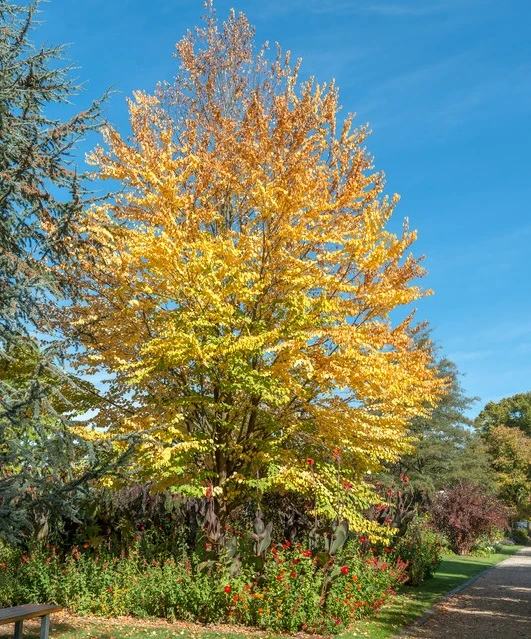 Lebkuchenbaum / Katsurabaum Cercidiphyllum Japonicum