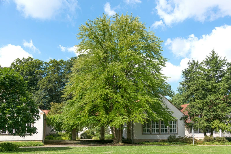 Lebkuchenbaum / Katsurabaum Cercidiphyllum Japonicum – Bild 2