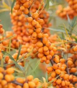 Sanddorn-Set - Männl. Und Weibl. Pflanze Hippophae Rhamnoides