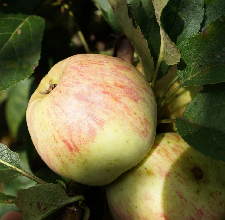 Zwergapfel Maloni® `Lilly´® Malus Domestica `Lilly´ – Bild 2