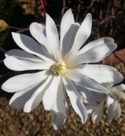 Sternmagnolie Magnolia Stellata