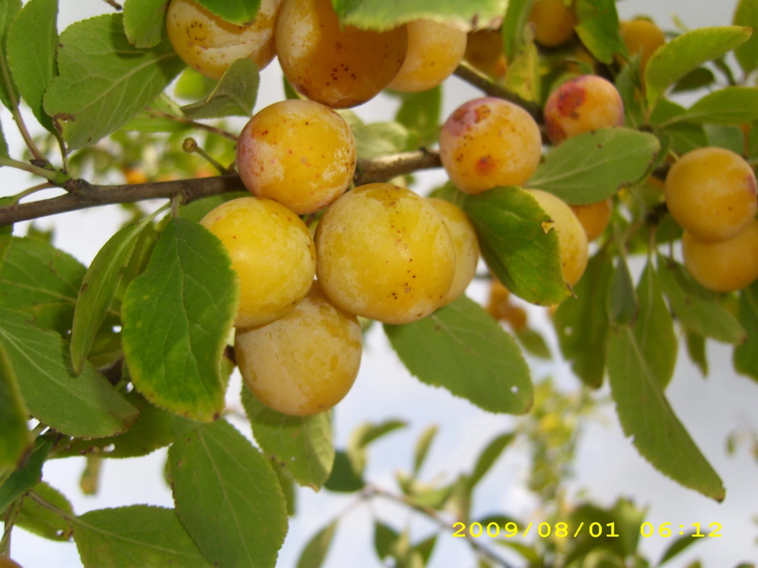 Mirabelle Von Nancy Prunus Domestica Subsp. Syriaca `Nancymirabelle´ – Bild 3