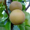 Nashi Hakko Pyrus Pyrifolia `Hakko´