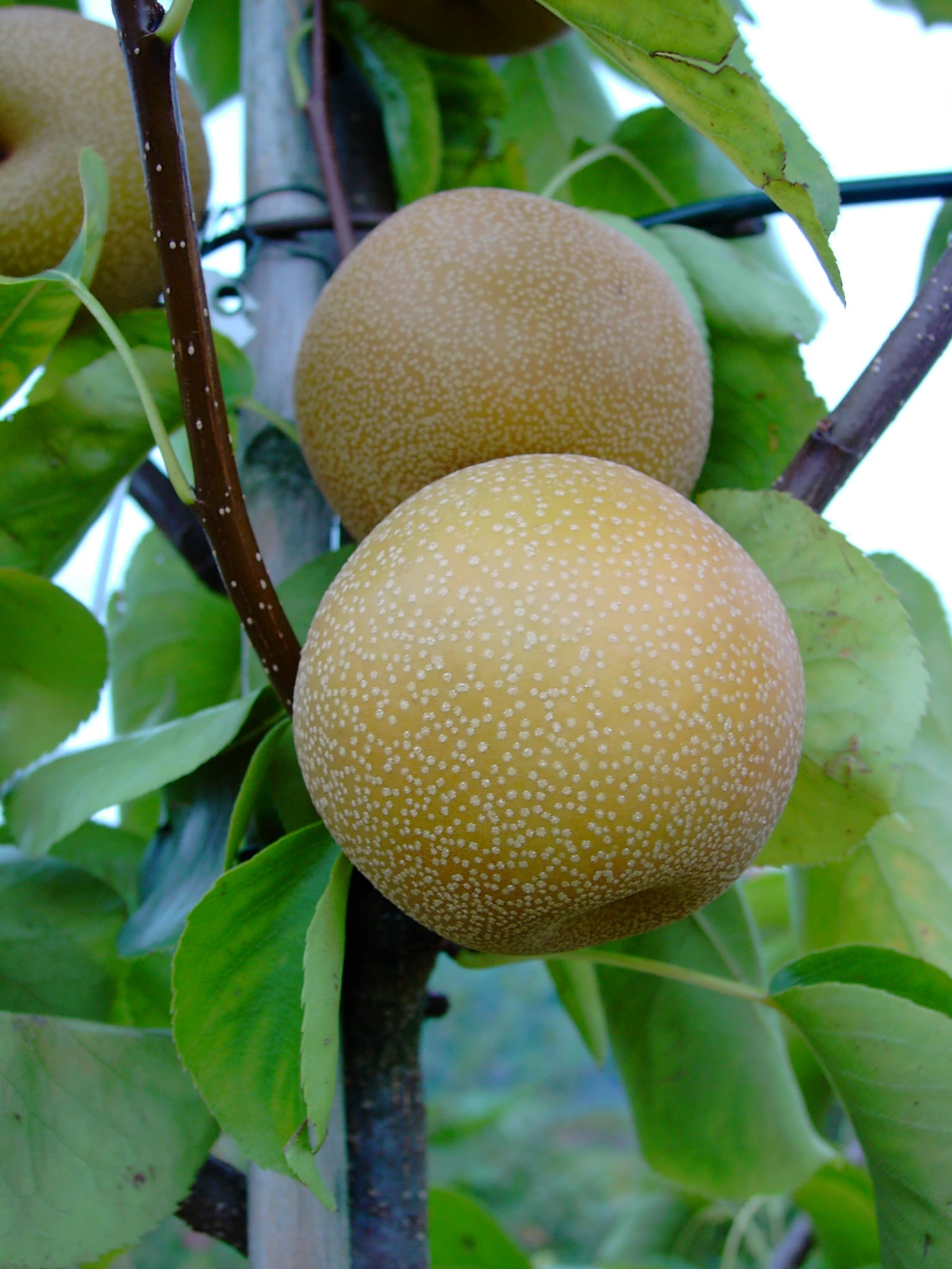 Nashi Hakko Pyrus Pyrifolia `Hakko´