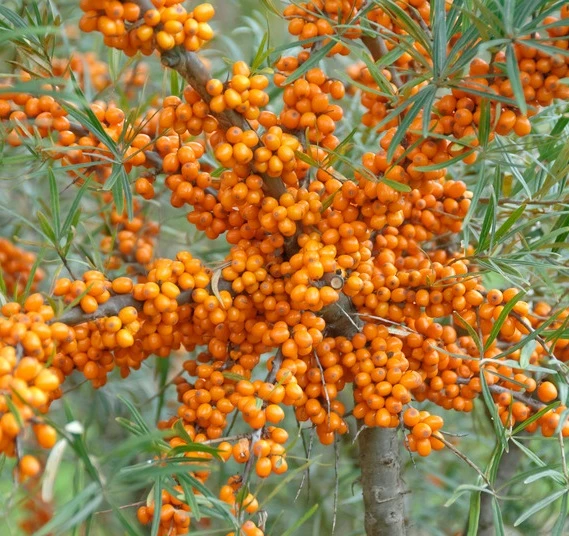 Sanddorn Orange Energy Hippophae Rhamnoides `Orange Energy´