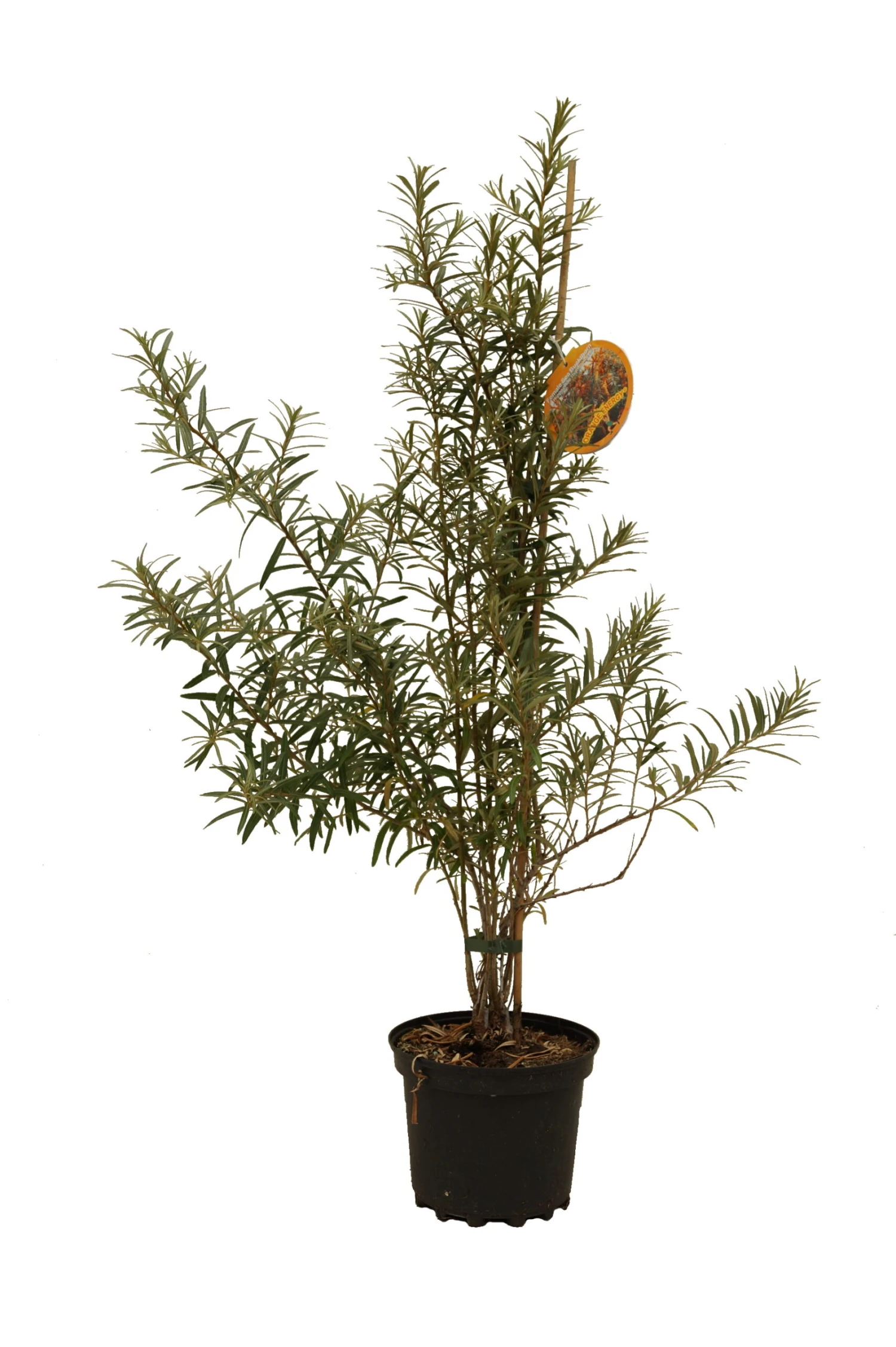 Sanddorn-Set Mit Orange Energy (weiblich) & Pollmix (männ.) Hippophae Rhamnoides â Bild 2