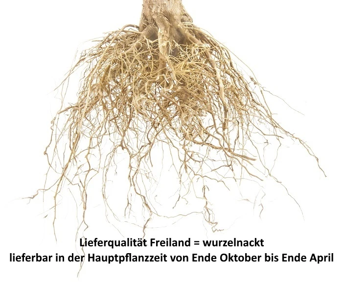 Wangenheims Frühzwetsche Prunus Domestica `Wangenheim´s Frühzwetsche´ – Bild 4