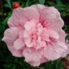 Gefüllter Hibiskus `Pink Chiffon´ Hibiscus Syriacus `Pink Chiffon´