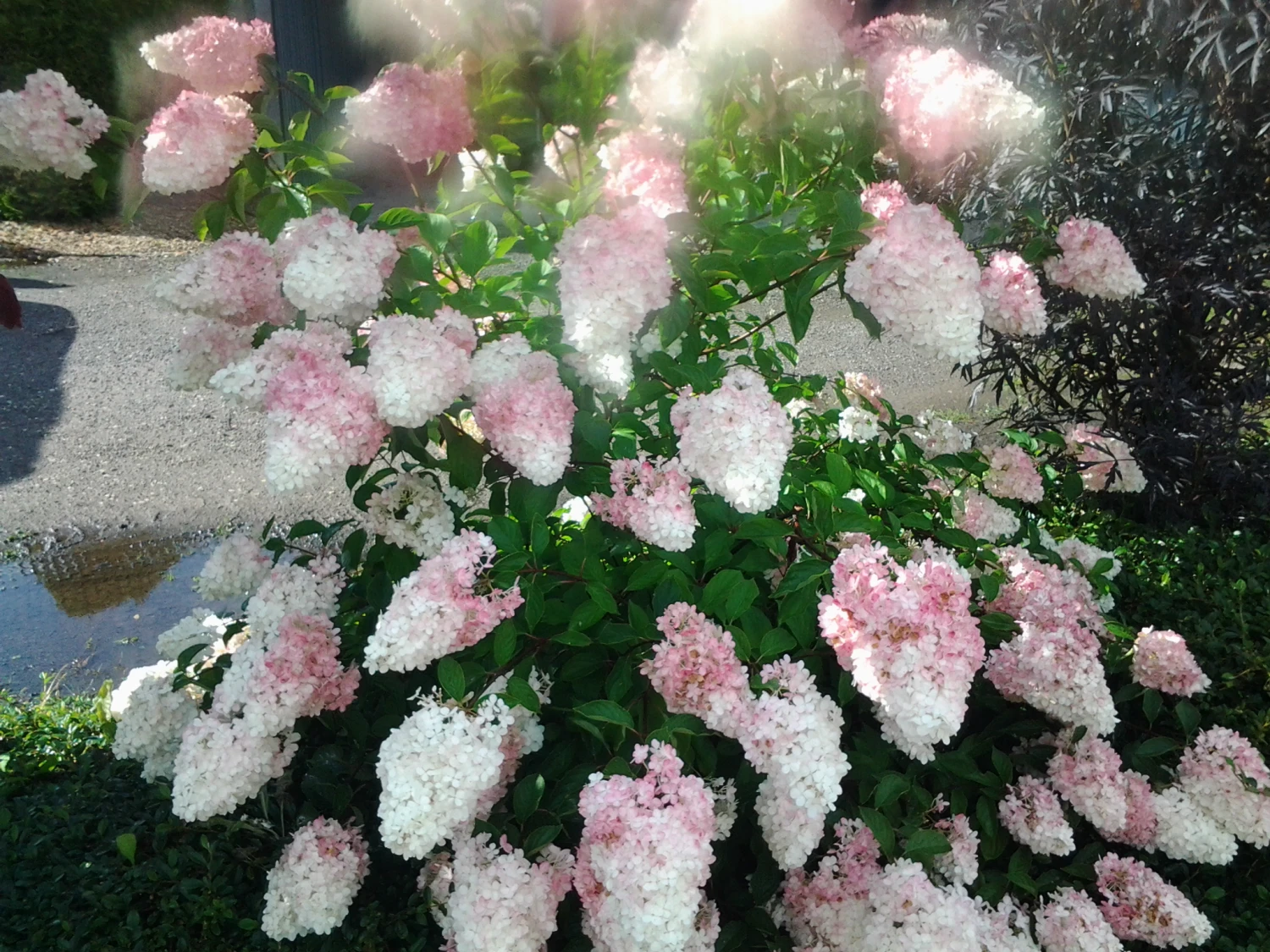 Rispenhortensie `Vanille-Fraise´ Hydrangea Paniculata `Vanille Fraise´ – Bild 4