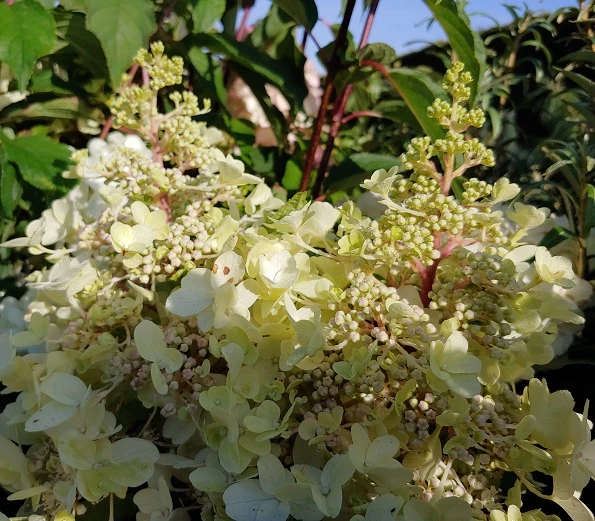 Rispenhortensie Pinky Winky ® Hydrangea Paniculata `Pinky Winky´ – Bild 2