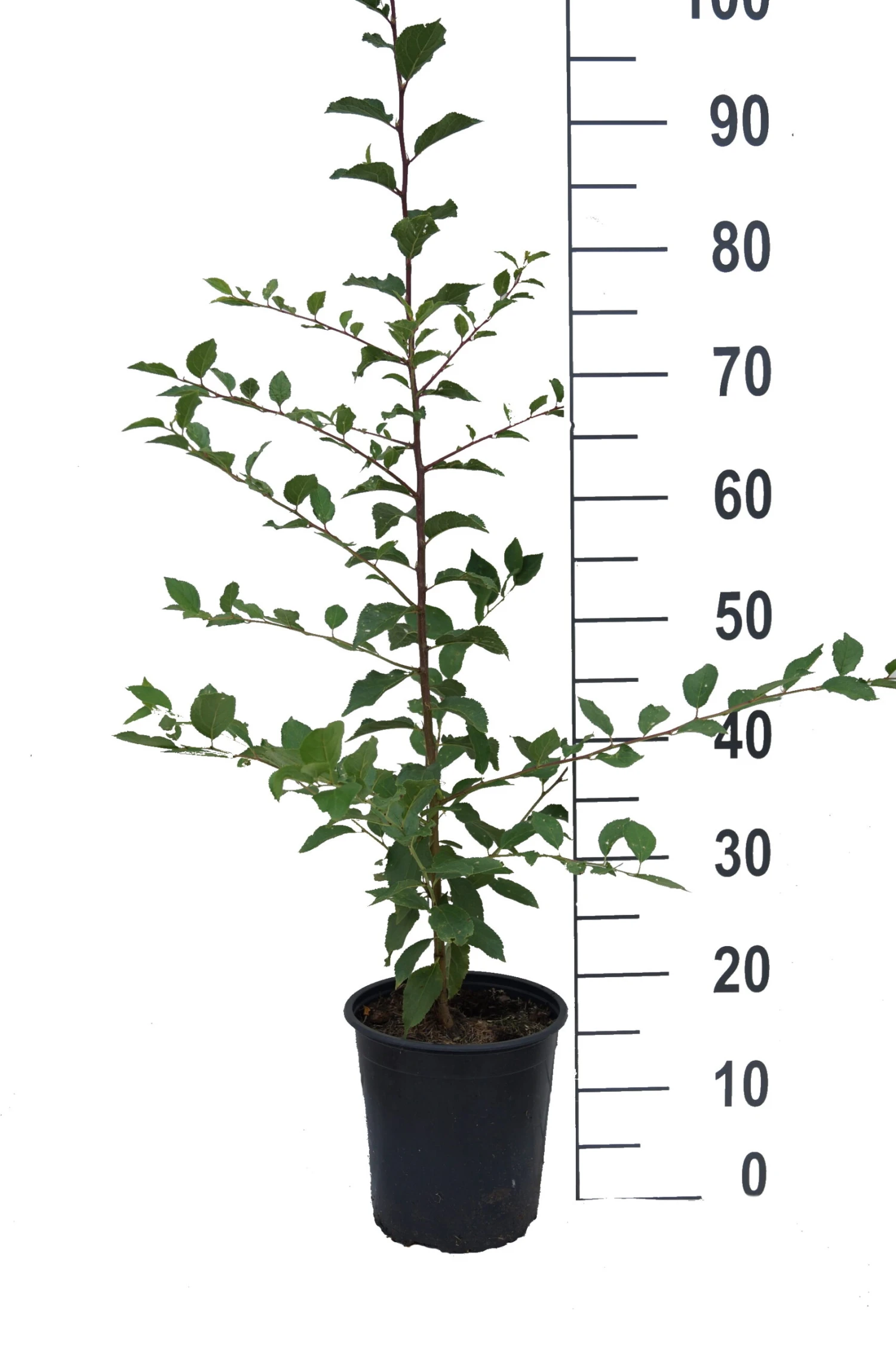 Pogauner (Alte Wildpflaume) Prunus Domestica `Pogauner´ – Bild 2