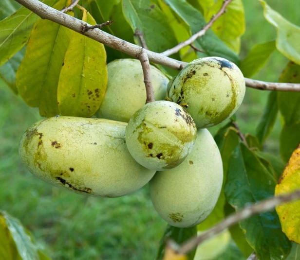 Veredelte Indianerbanane (Paw Paw) `Prima 1216´ Asimina Triloba `Prima 1216´