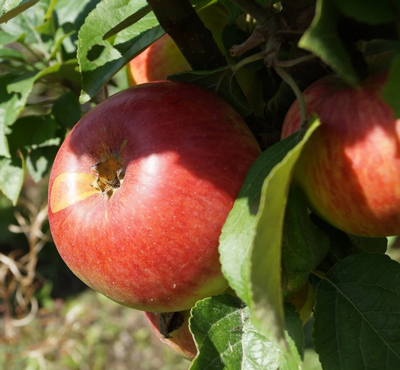 Prinz Albrecht Von PreuĂen Malus Domestica