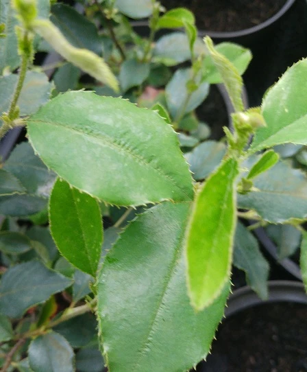 Chinesische Quitte / Holzquitte Pseudocydonia Sinensis – Bild 4