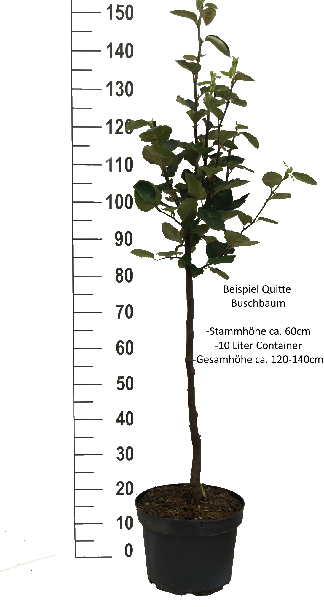 Tafelquitte Ayva® - Süßquitte, Kann Roh Verzehrt Werden Cydonia `Ayva´ – Bild 5