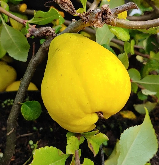 Chinesische Quitte / Holzquitte Pseudocydonia Sinensis – Bild 3