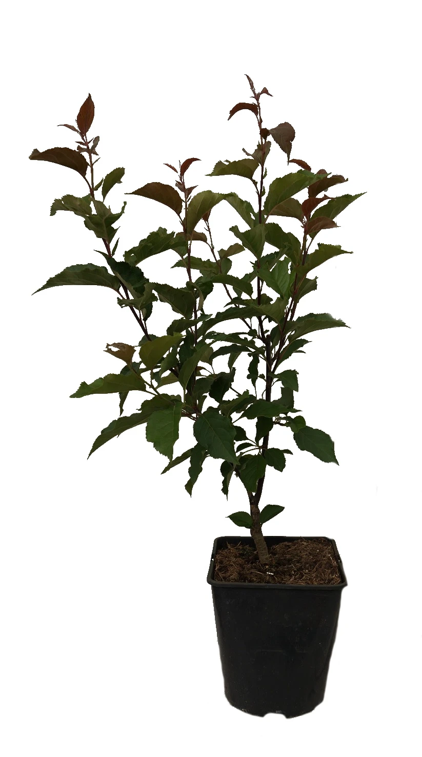 Säulenzierapfel "Red Obelisk" Malus `Red Obelisk´ – Bild 7