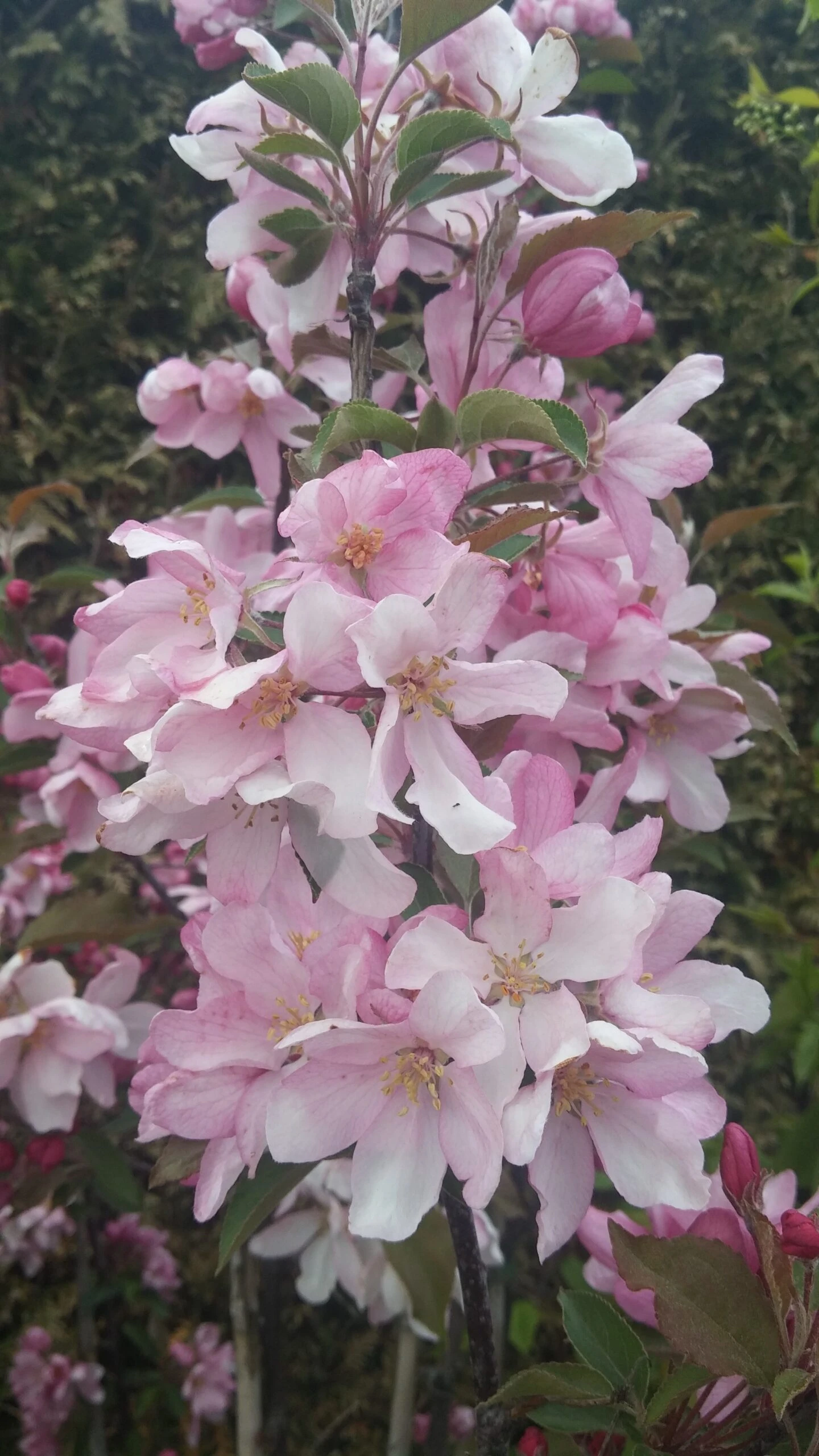 Säulenzierapfel "Red Obelisk" Malus `Red Obelisk´ – Bild 6
