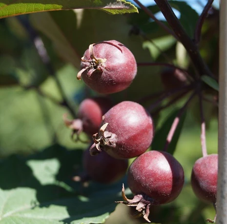 Säulenzierapfel "Red Obelisk" Malus `Red Obelisk´ – Bild 3