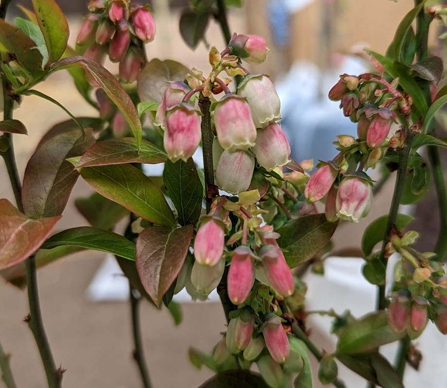 Heidelbeere - Reka Vaccinum Corymbosum `Reka´ – Bild 4