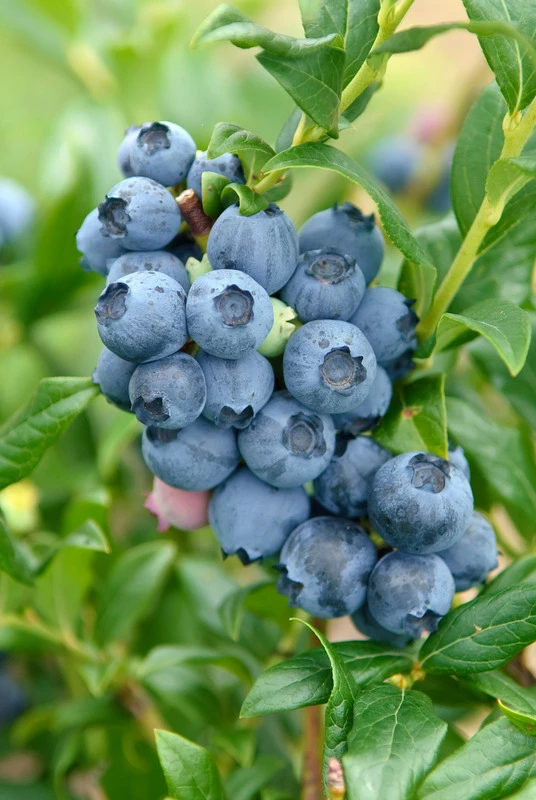 Heidelbeere - Reka Vaccinum Corymbosum `Reka´ – Bild 2