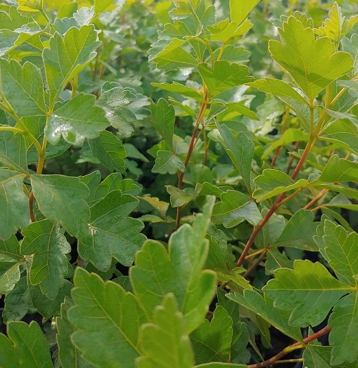 Duftender Essigbaum / Gewürz-Sumach `Grow Low´ Rhus Aromatica – Bild 2