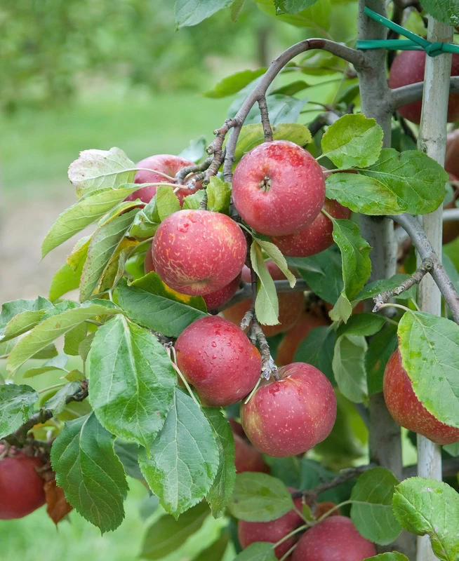 Roter Boskoop Malus Domestica – Bild 2