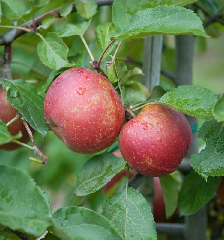 Roter Boskoop Malus Domestica – Bild 3