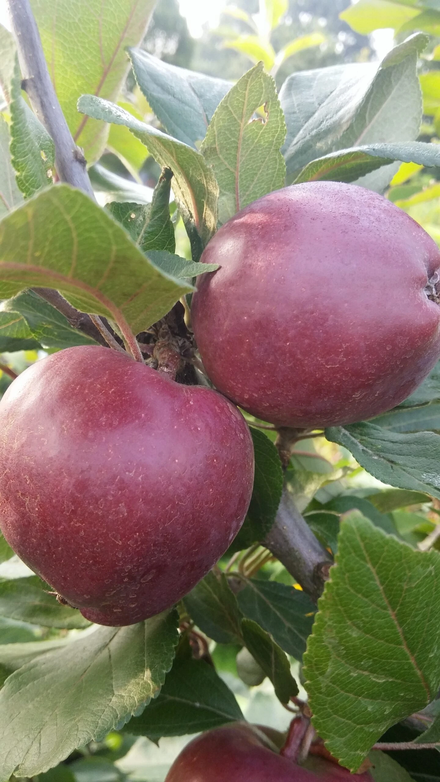 Rotfleischiger Apfel Malus Domestica – Bild 3