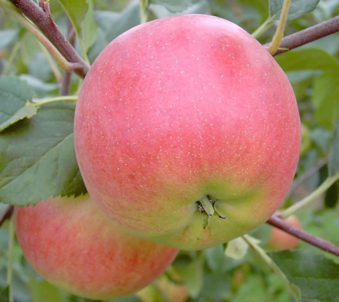 Rubinola Ⓢ Malus Domestica `Rubinola´ – Bild 2