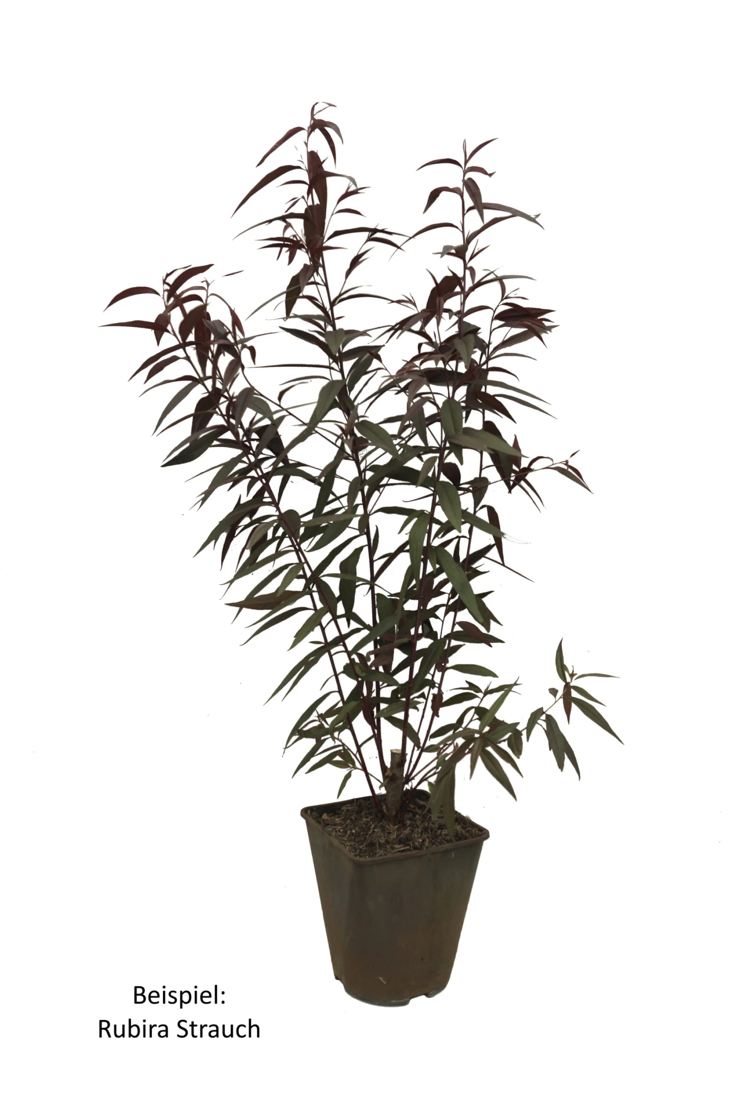 Blutpfirsich `Rubira´, Rotlaubig Prunus Persica `Rubira´ – Bild 2