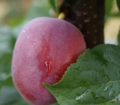 Rote Säulen-Mirabelle `Ruby´ Wurzelnackt Prunus Domestica Subsp. Syriaca `Ruby´