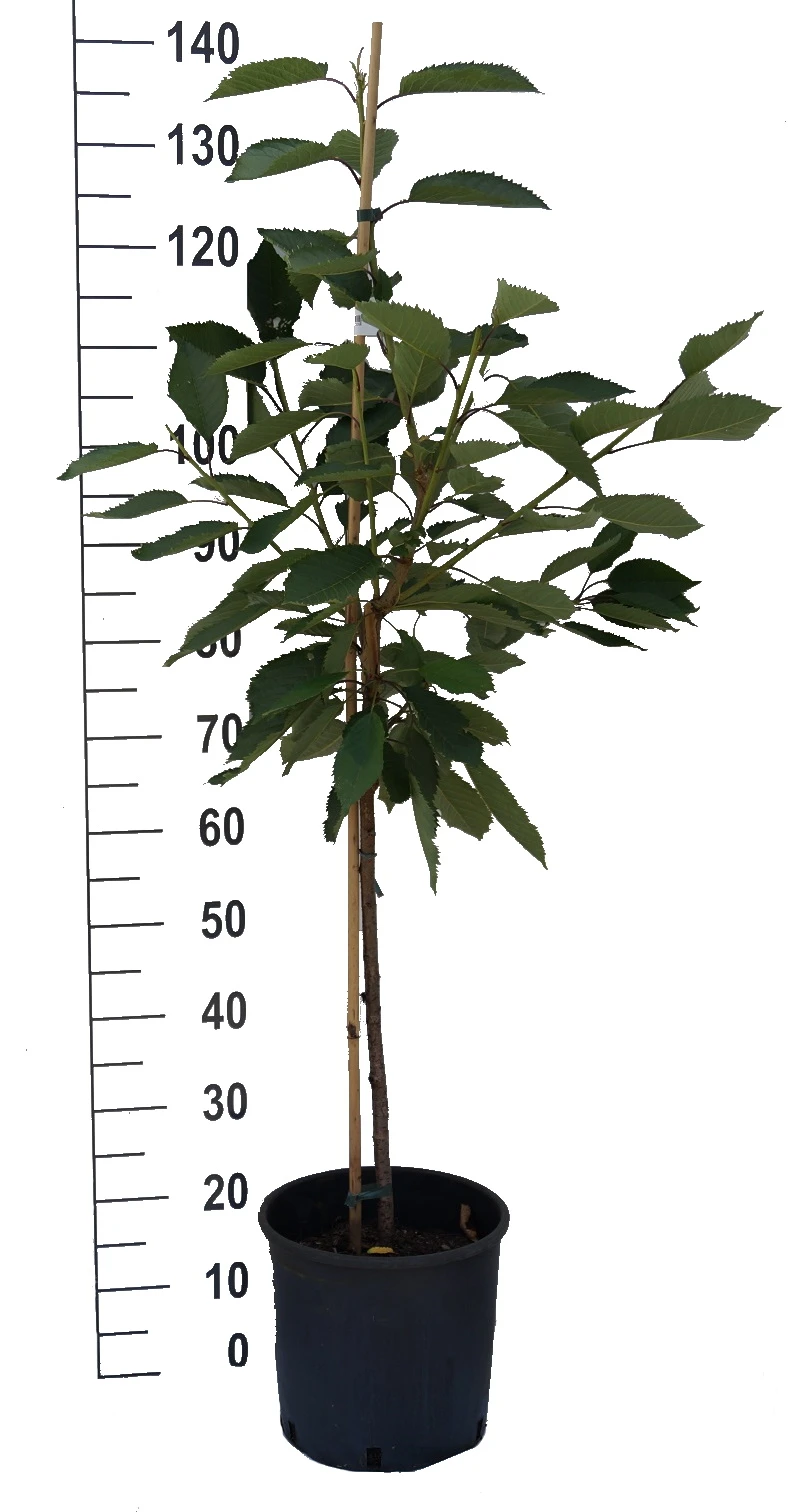 Regina Prunus Avium `Regina´ – Bild 3