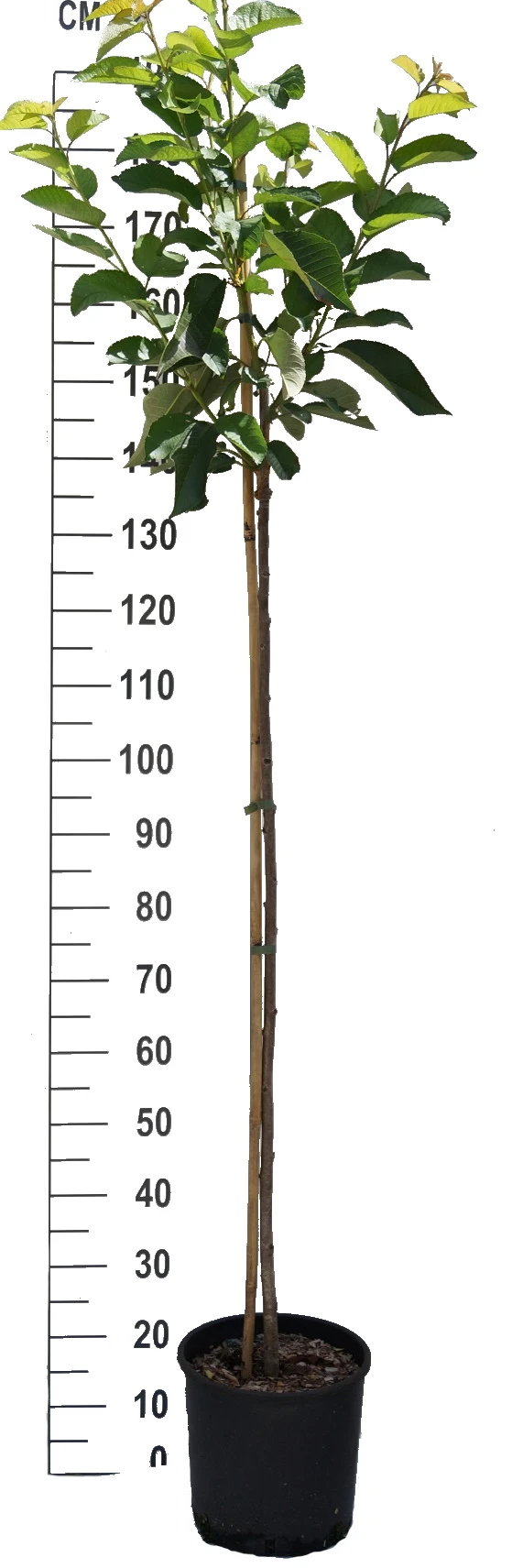 Schneiders Späte Knorpelkirsche Prunus Avium `Schneider´s Späte Knorpelkirsche´ – Bild 2