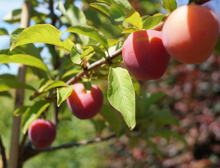 Santa Rosa Japanische Pflaume Prunus Salicina `Santa Rosa´ – Bild 3