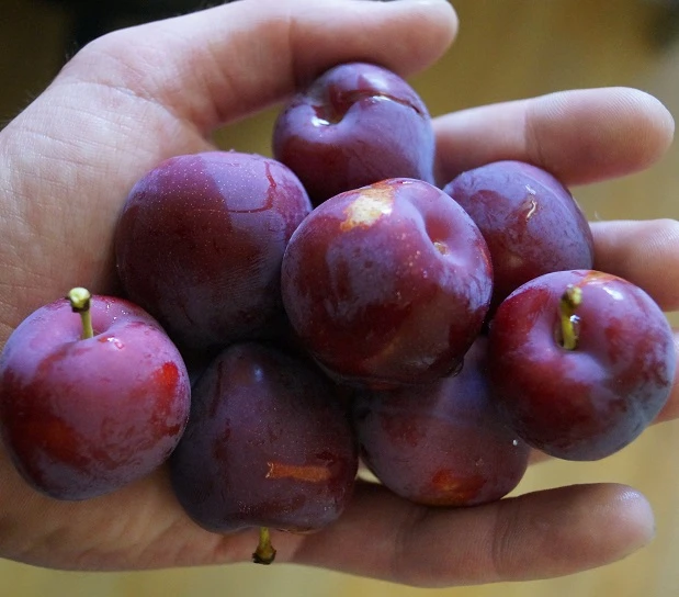 Santa Rosa Japanische Pflaume Prunus Salicina `Santa Rosa´ – Bild 4